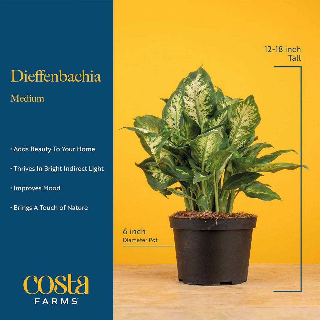 Costa Farms Dieffenbachia Live Plant Indoor, Easy Grow Light and Watering Houseplant, Potted in Indoors Garden Decor Plant Pot, Soil, Grower's Choice, Home and Office Plants Decor, 1 Foot Tall