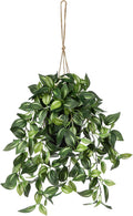 Briful Artificial Hanging Plants in Black Pot 17.7" Lifelike Trailing Faux Watermelon Peperomia Silk Plant with Cascading Green Leaves Fake Hanging Greenery for Indoor & Outdoor Home Garden Décor