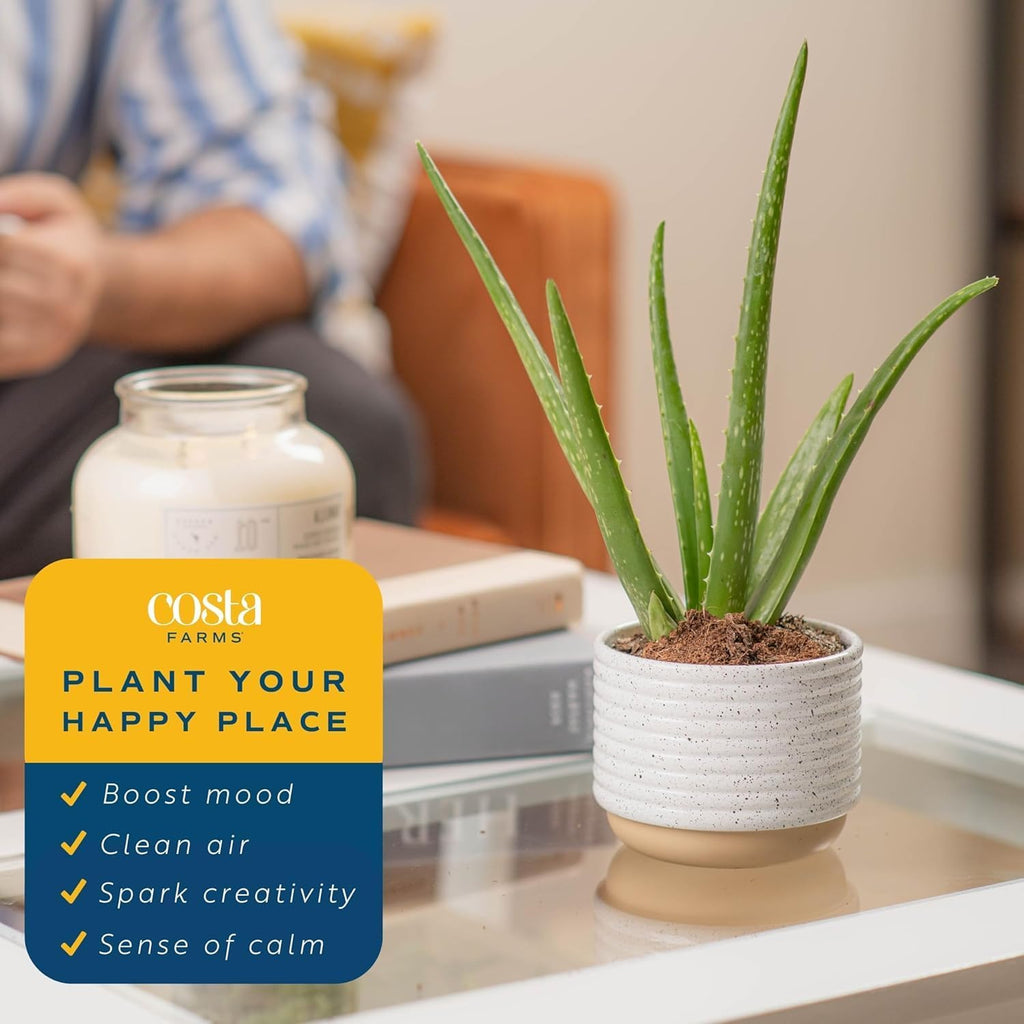 Costa Farms Aloe Vera (2 Pack), Live Succulent Plant, Easy Care Indoor Houseplant in Grower Pot, Natural Room Air Purifier in Soil, Living Room or Office Décor, New House Warming Gift, 7-Inches Tall