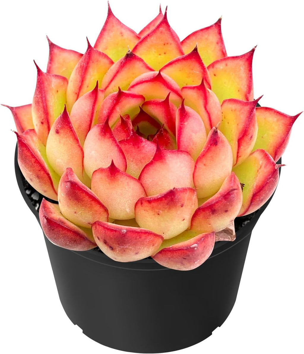 Sprout N Green Echeveria Firefly, Live Rare Succulent Potted 2" Planter, Real House Plant for Party Favors Home Indoor Outdoor Garden Wedding Decoration DIY Projects