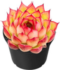 Sprout N Green Echeveria Firefly, Live Rare Succulent Potted 2" Planter, Real House Plant for Party Favors Home Indoor Outdoor Garden Wedding Decoration DIY Projects