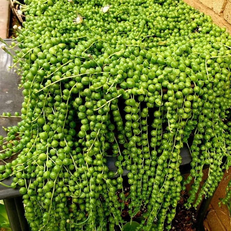 String of Pearls Plant Live for Planting, String of Pearls Pot, Live String of Pearls Plant, Fully Rooted, Hanging Succulent Houseplant, Green String of Pearls, 2.5" Pot
