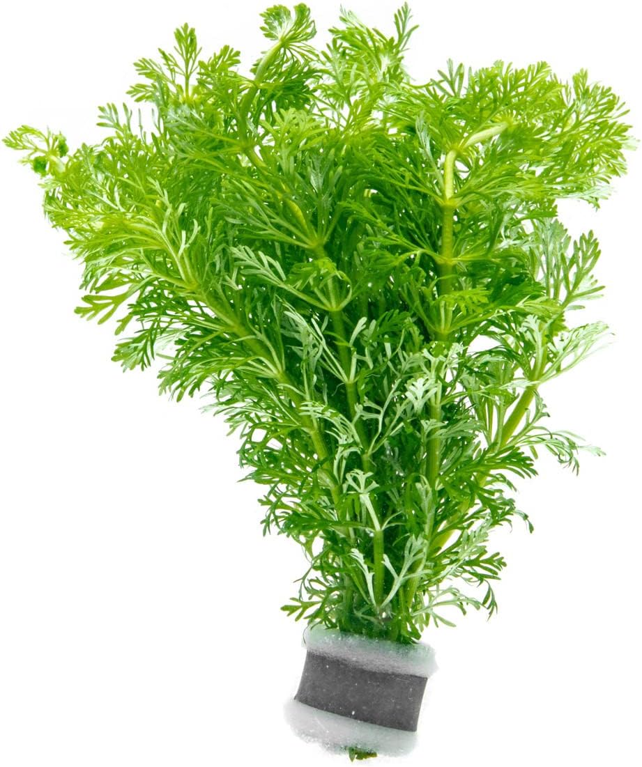 SubstrateSource Live Aquarium Stem Plants - Freshwater Aquatic Plant for Fish Tanks, Aquascaping - (Limnophila Heterophylla, 4 Bunches)