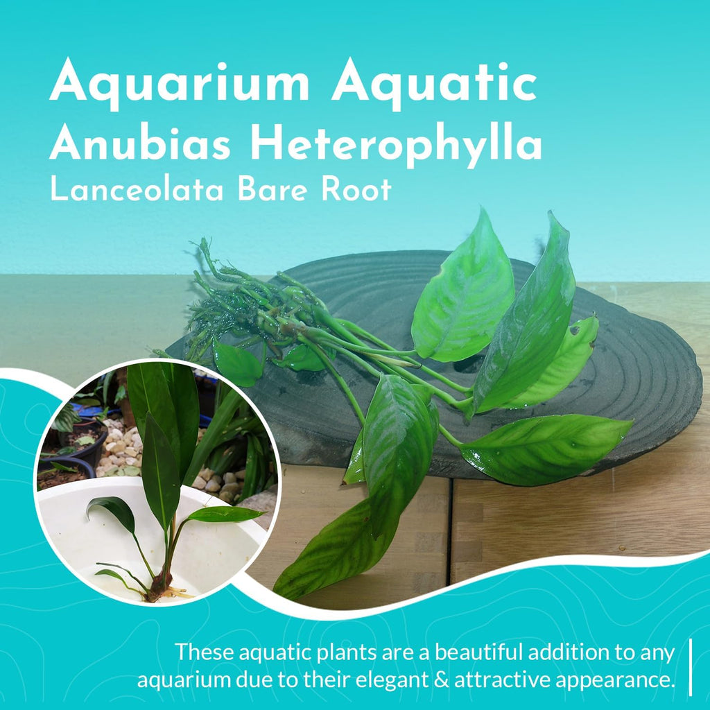 Anubias Heterophylla Lanceolata - Flowering Plant - Surdy Leaves - Background Positioning - All Natural & Organic Aquatic Plant - Long Lasting & Easy to Care - Medium
