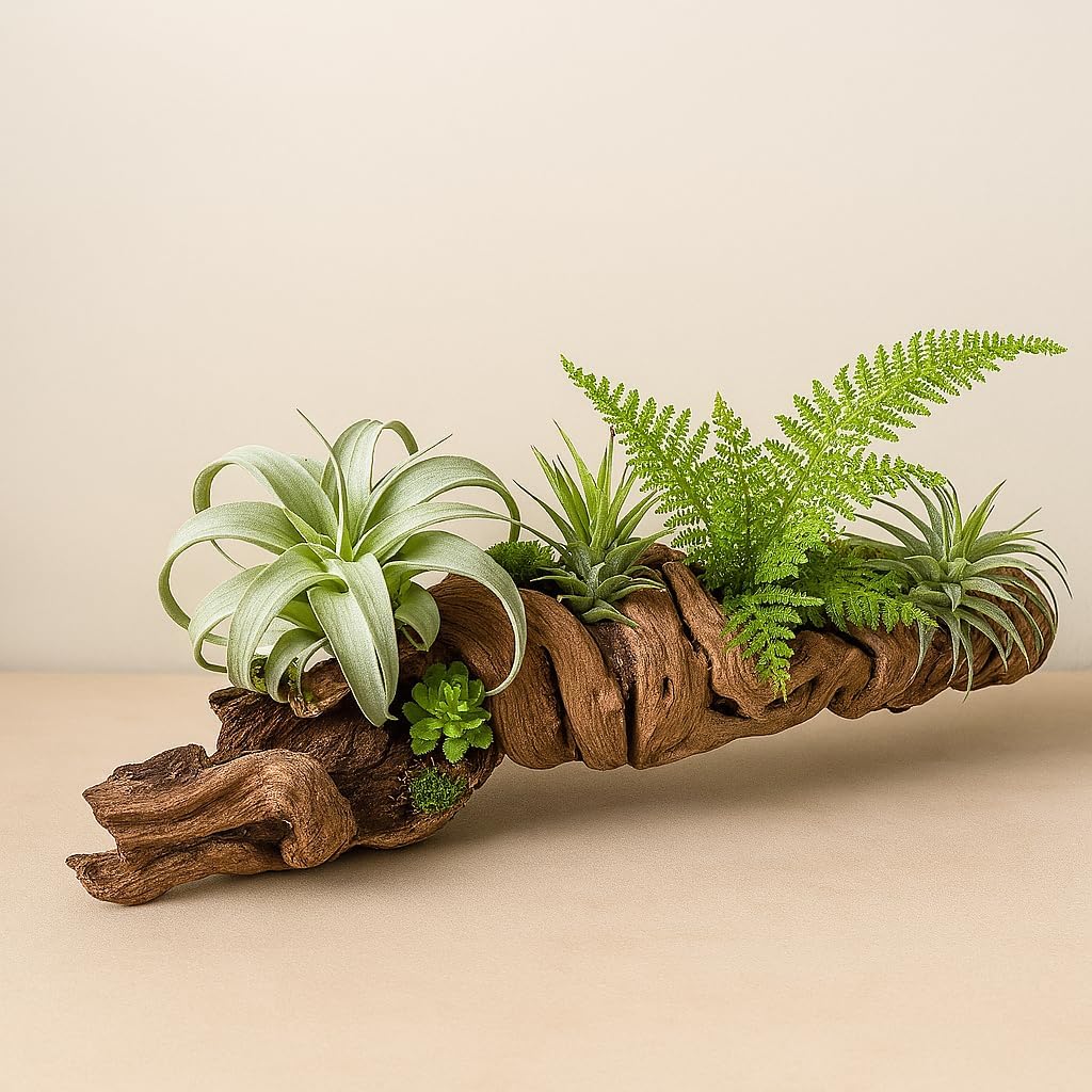 Koyal Wholesale 24" Hollow Grapewood Branch Decor 1Pcs Grapewood Centerpiece Vase Air Plants Sand Blasted Grapevine Wood Untreated Terrarium Wood Driftwood Decor