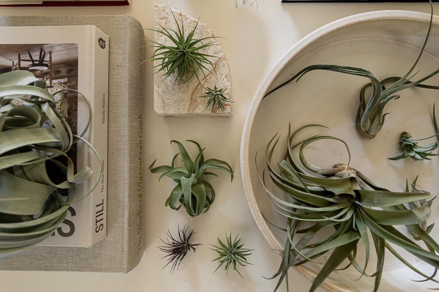 ragnaroc Air Plants Bulk - Tillandsia Variety Wholesale Pack, Regular 1-3" - 50ct - Live Arrival Guaranteed - House Plants for Home Decor & Gift