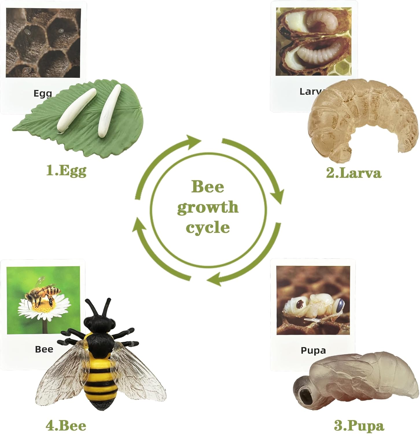 Mbrain 4pcs Bee Growth Cycle with Flash Cards,Life Cycle Learning & Education Toys,Montessori Toys,Gift for Girl & Boy for 3 4 5 6 7 Year Old (Bee)