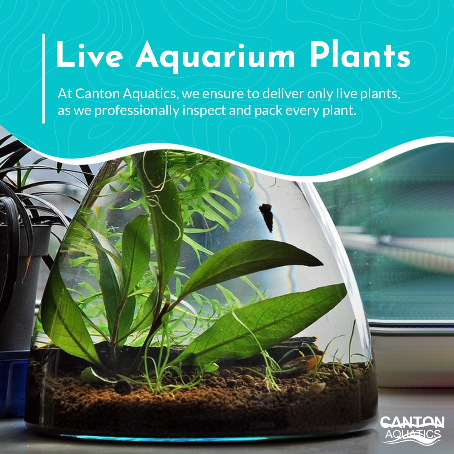 Anubias Heterophylla Lanceolata - Flowering Plant - Surdy Leaves - Background Positioning - All Natural & Organic Aquatic Plant - Long Lasting & Easy to Care - Medium