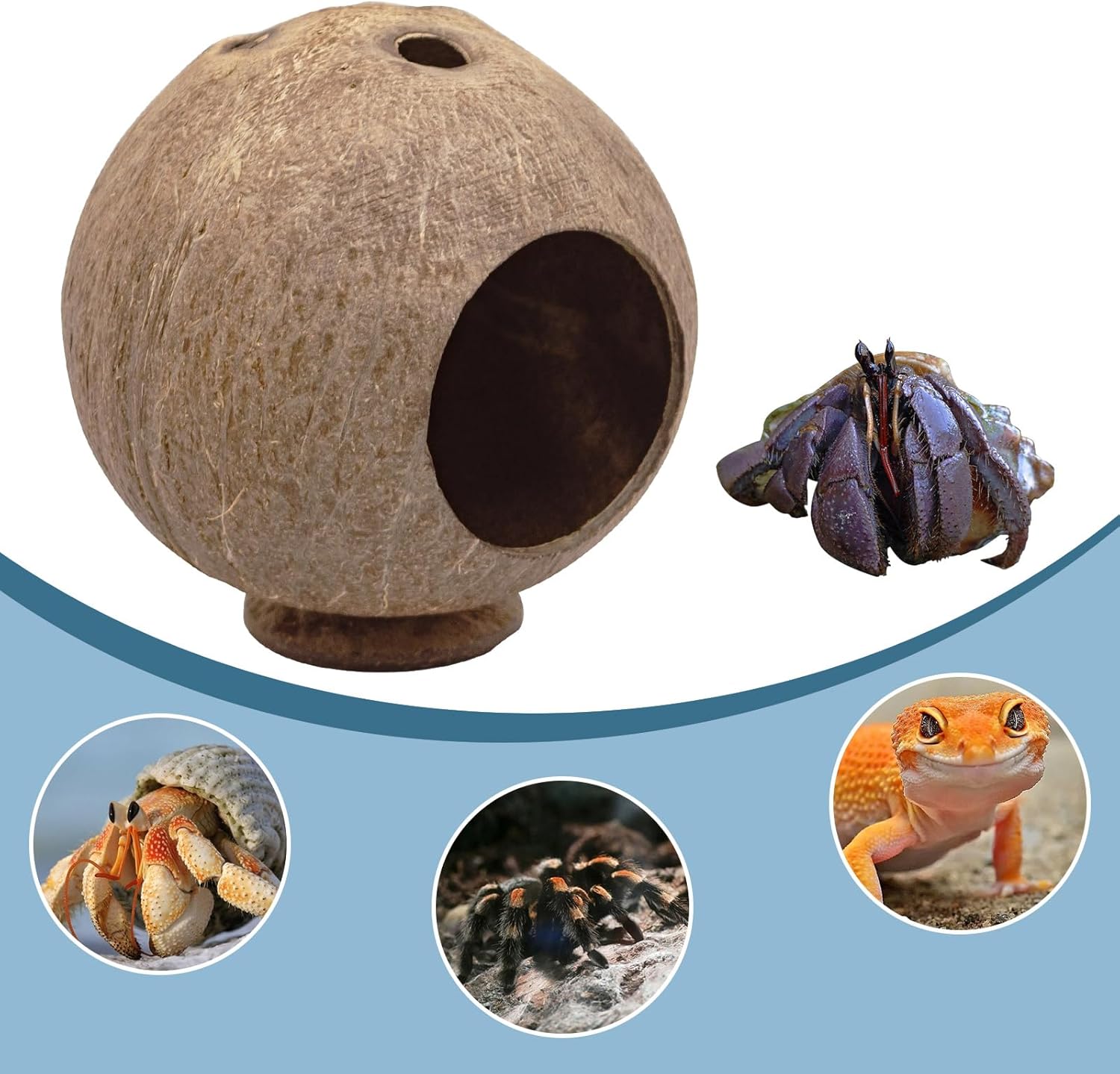 Hermit Crab Accessories, Natural Coconut Habitat Hide with Base, Reptile Tank Accessories, Coconut Hide, Habitat Hideout for Hermit Crab, Tarantula, Gecko and Other Small Animals