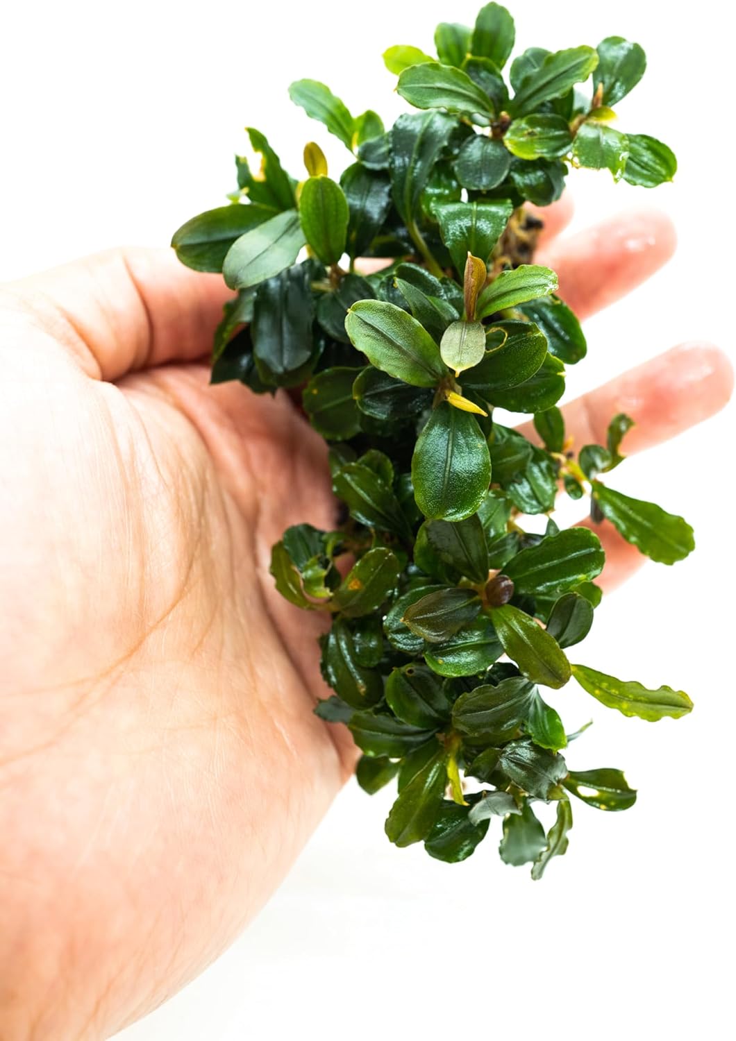 Bucephalandra Live Aquarium Plant Collection - Rare Aquatic Plants for Lush Aquarium Scapes, Natural Freshwater Fish Tank Decorations, Ideal Gift for Aquarists (Bucephalandra Pad (10+ Plants))