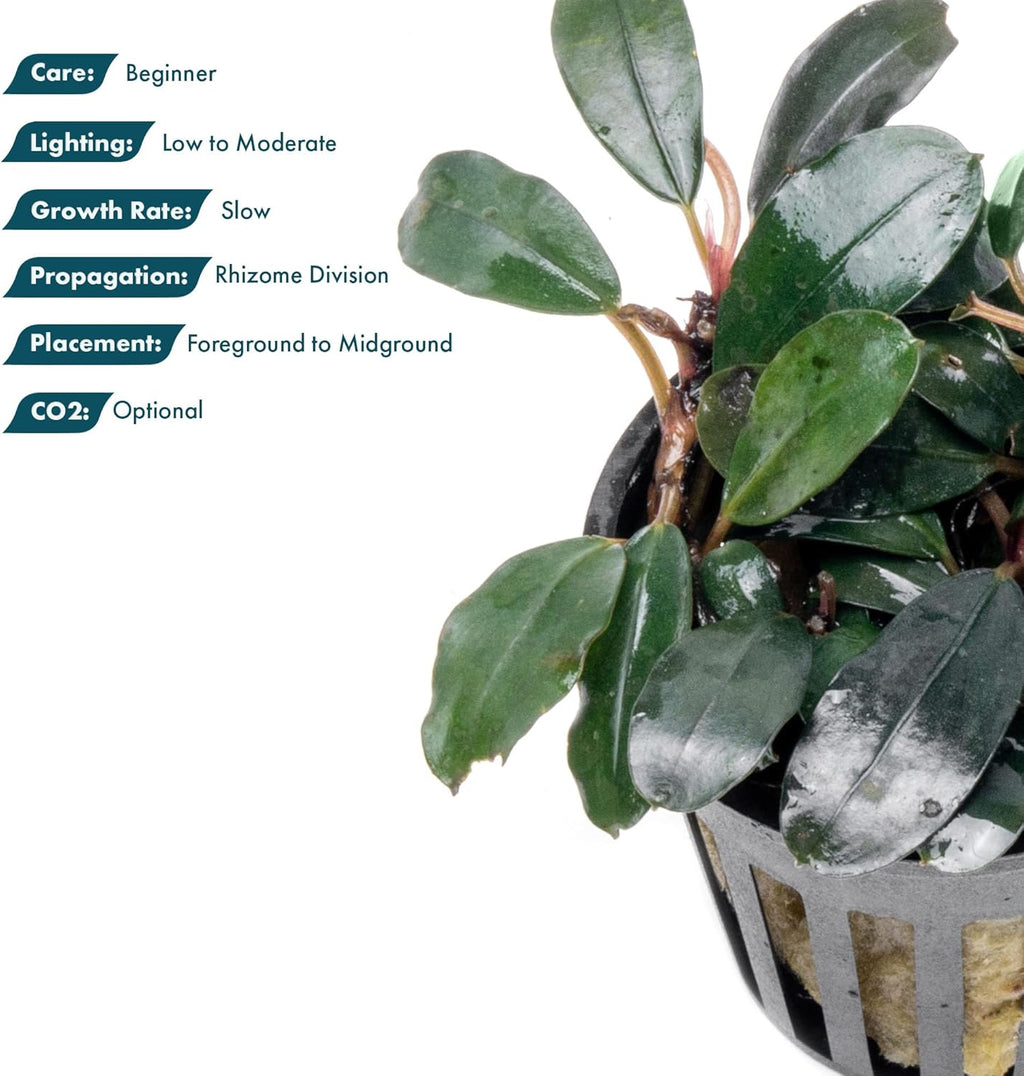 SubstrateSource Bucephalandra Kedagang Round Potted Live Aquarium Plant - Natural Freshwater Fish Tank Decorations, Aquatic Decor