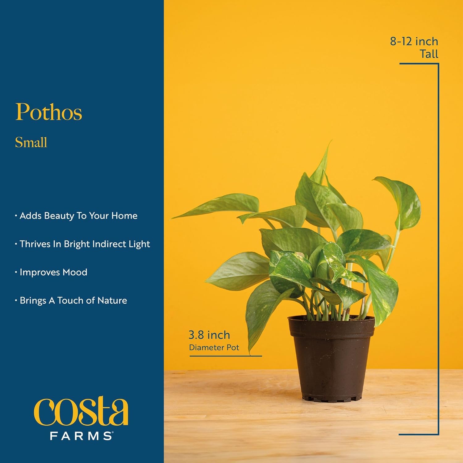 Costa Farms Golden Pothos Live Plant, Easy to Grow Vining Live Indoor Houseplant in Décor Planter, Real Housewarming Plant Gift, Home or Room Decor, 8-Inches Tall