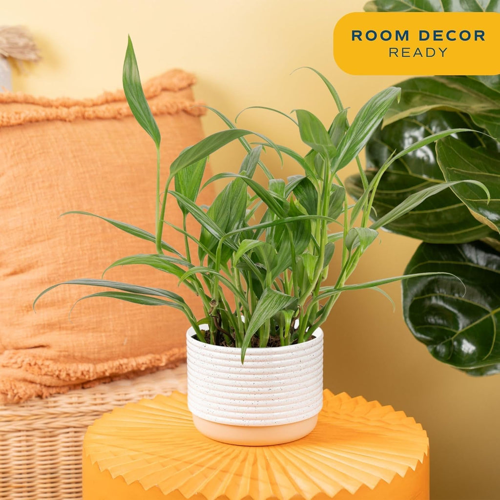 Costa Farms Silver Streak Pothos Live Plant in Self Watering Pot, Air Purifying Indoor Houseplant, Perfect for Home, Room, or Office Decor, Great House Warming or Birthday Gift, 10-16 Inches Tall