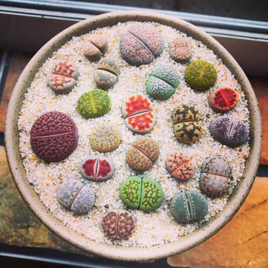 25 Mixed Lithop Plants Live - Assorted Living Stone Succulents Lithop Live Plants - Great for Indoor Spaces, Container Gardening
