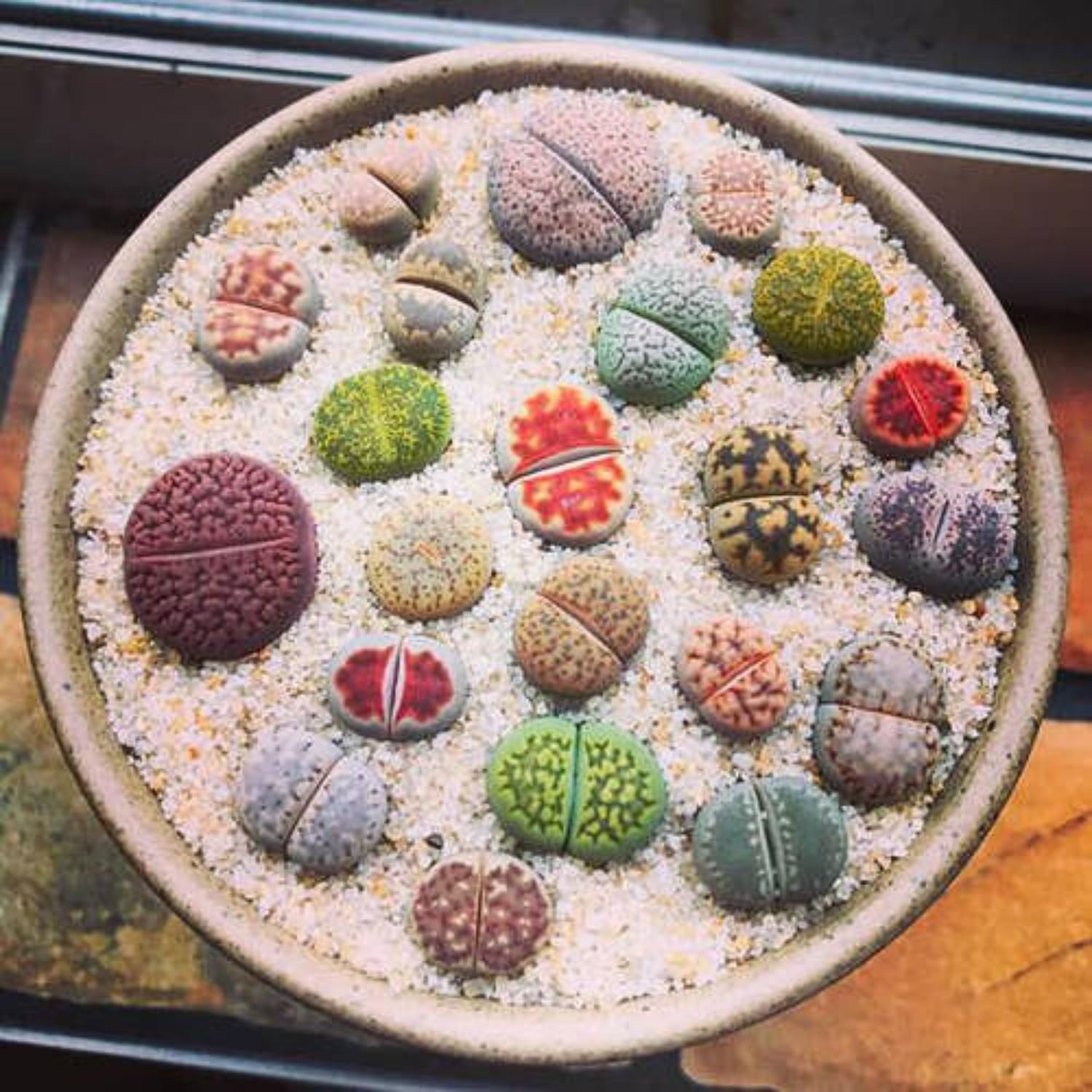 25 Mixed Lithop Plants Live - Assorted Living Stone Succulents Lithop Live Plants - Great for Indoor Spaces, Container Gardening