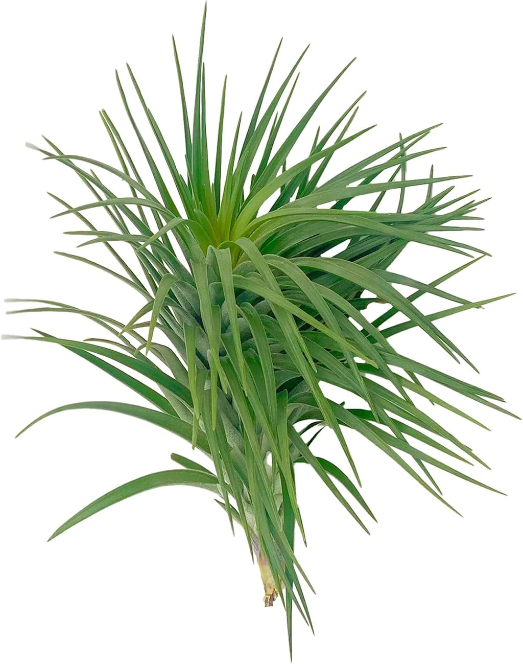 ragnaroc Air Plants - Flowering Tillandsia Pink Paske Large 5" - 5ct - Live Arrival Guaranteed - House Plants for Home Decor & Gift