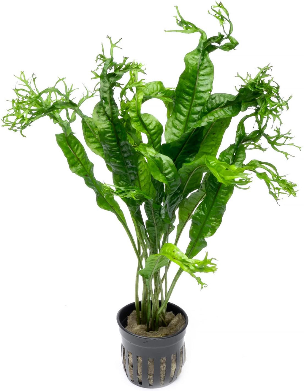 SubstrateSource Java Fern Live Aquarium Plants - Potted Freshwater Plant for Fish Tanks - Beginner Friendly, Low Light (Windelov, 3 Pots)