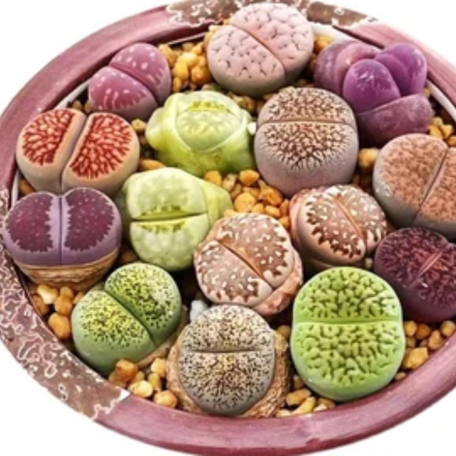 20 Pack Assorted Lithop Live Plants, Rare Living Stone Succulents Plants Live for Indoor Gardens, Lithops Seedlings