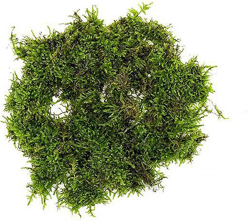 SubstrateSource Christmas Moss Live Aquarium Plant - Freshwater Fish Tank Decorations for Natural Aquatic Décor (Golf Ball)