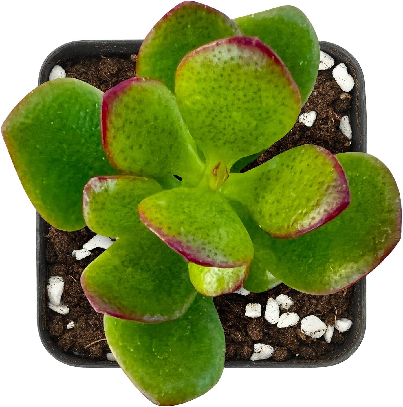 Sprout N Green Jade Succulent Collection, 4 Live Succulent Plant Fully Rooted in 2inch Starter Pot, Home Office Indoor Outdoor Wedding Decoration DIY Projects Party Favor