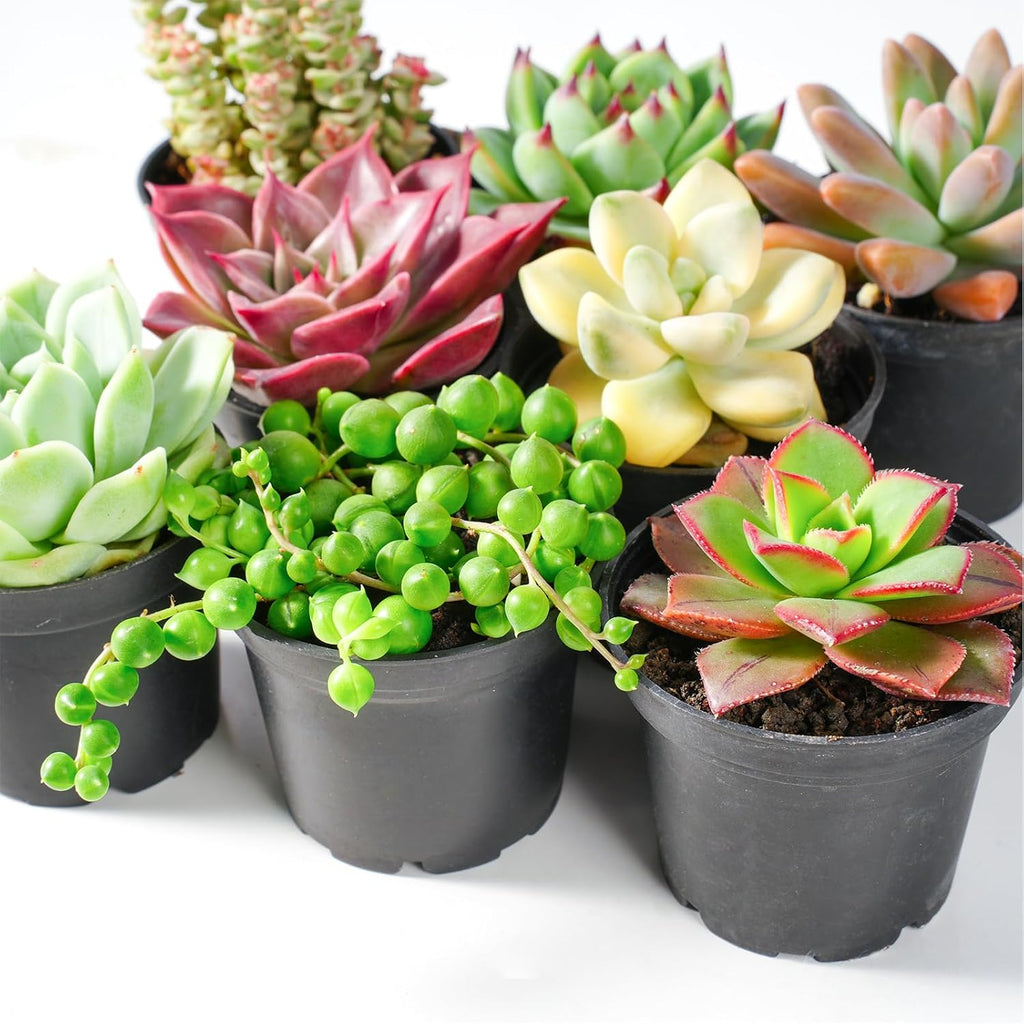 Sprout N Green Live Succulent Plants, 8 Pack Assorted Real Succulents Potted in 2" Starter Pot with Soil Mix, Rare Small Indoor House Plants for Home Garden Wedding Decor Party Favor