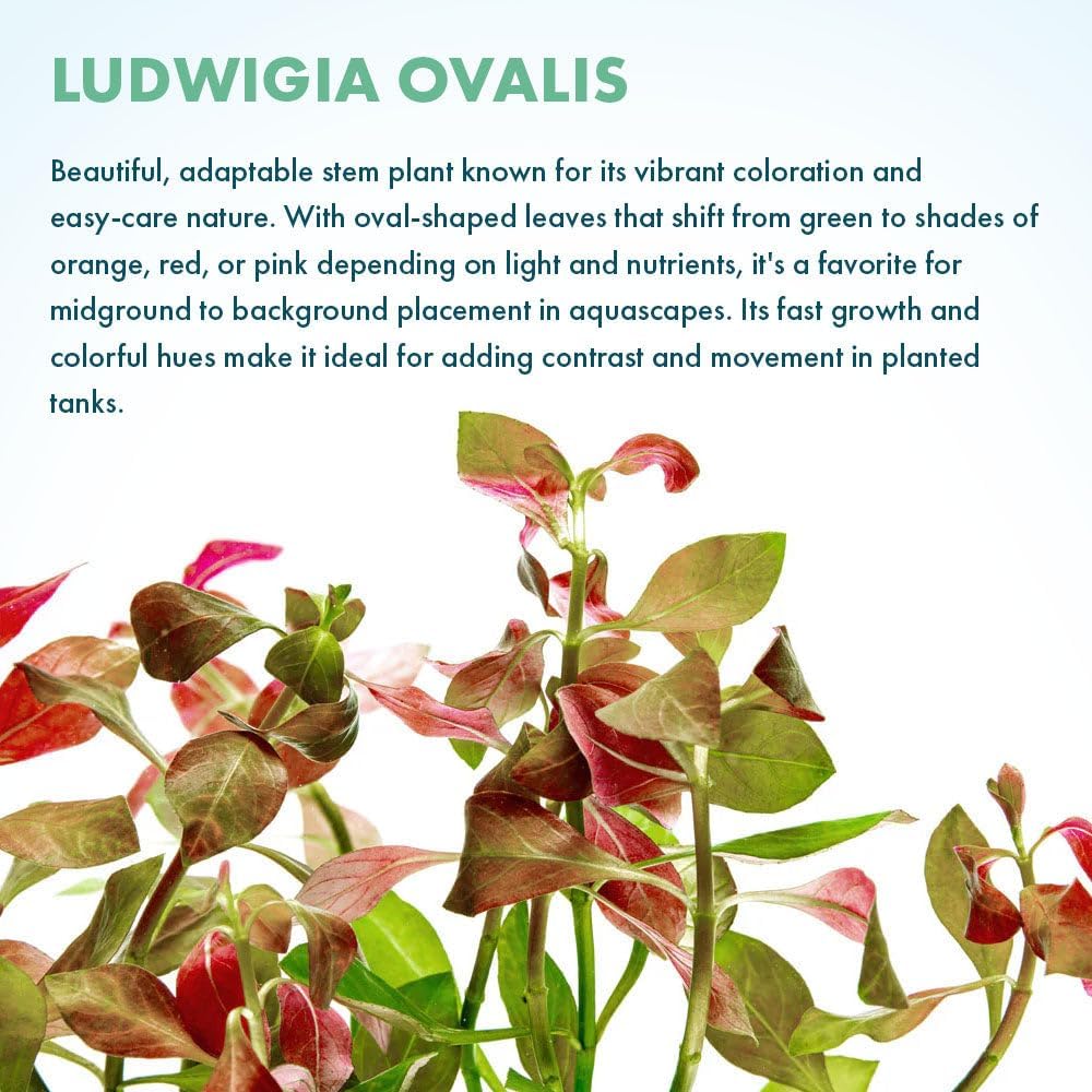 SubstrateSource Live Plants – Ludwigia Ovalis – Moderate to High Light, Green to Orange, Midground Accent – Lead Bunch, 4 Pack