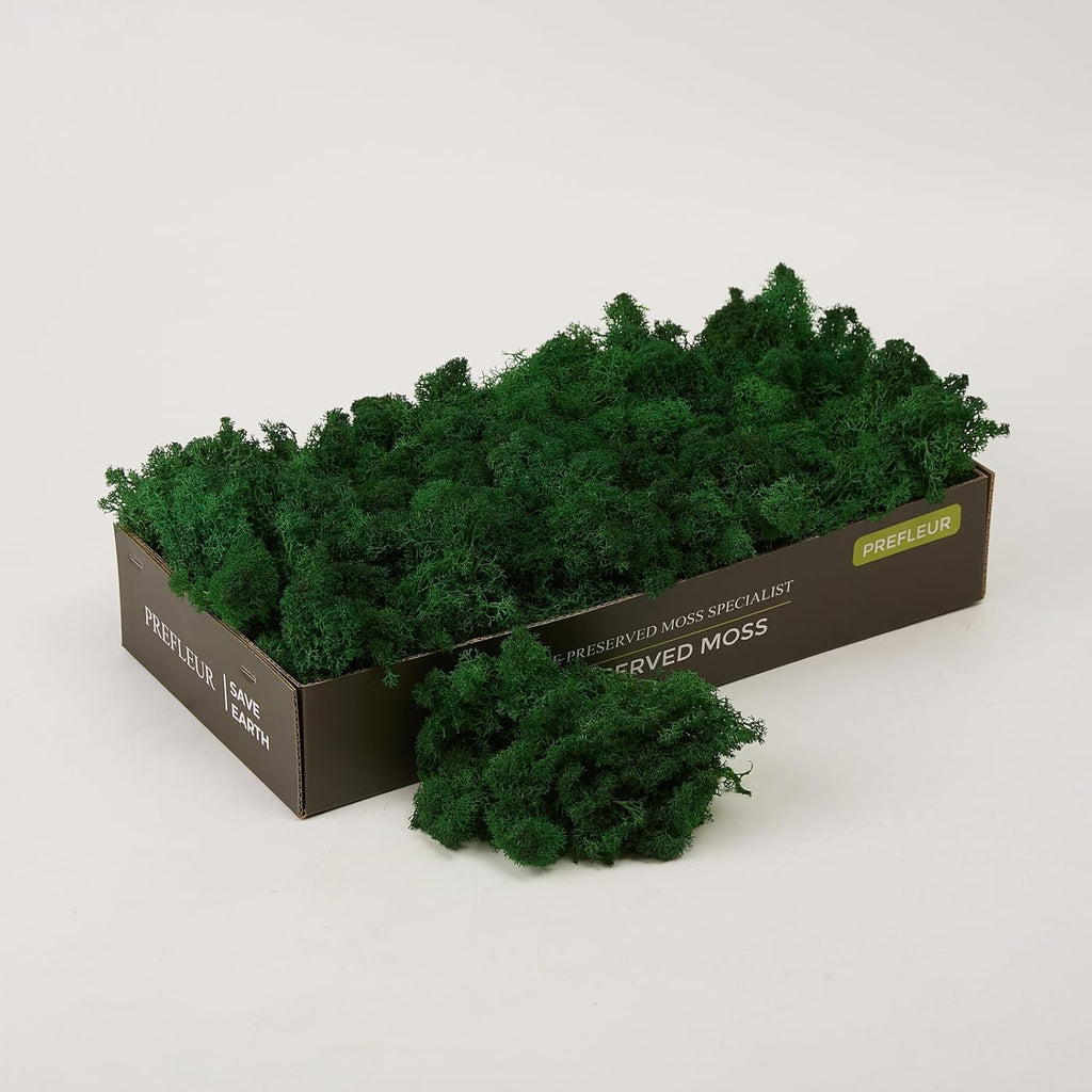 Preserved Reindeer Moss Natural Green DIY Kit Gardenning Art Wall Decor Florist Decor Easter Table Decor Wedding