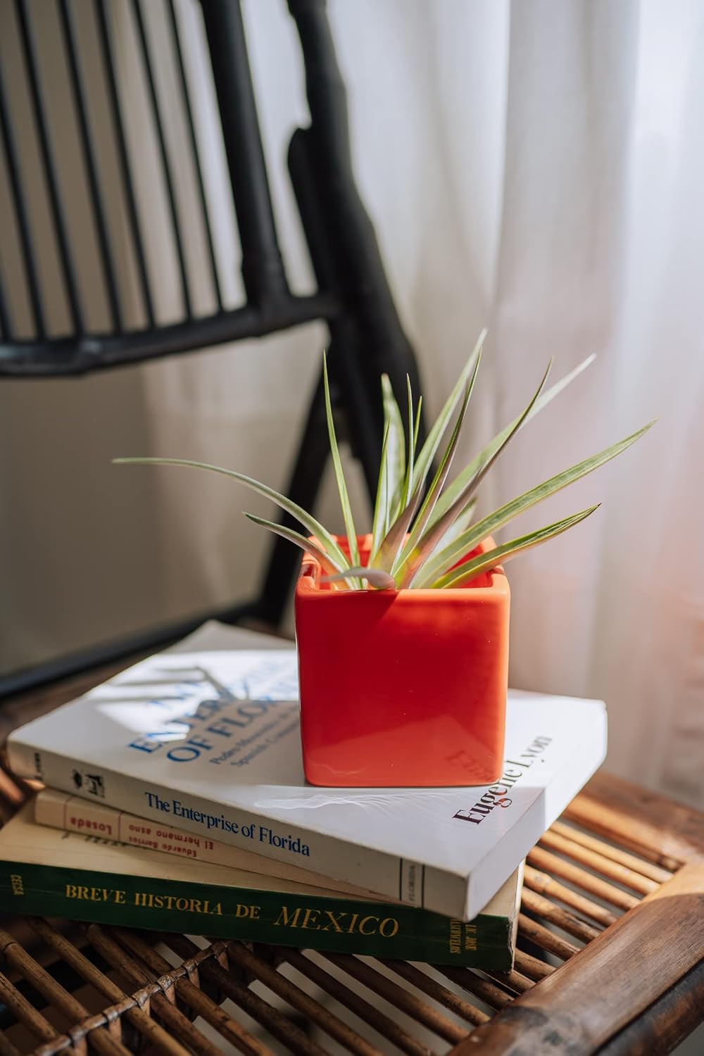 Air Plant Shop Color Cube Sets with Mixed Air Plants - Succulents - Live Tillandsia - Easy Care Indoor and Outdoor House Plants