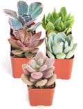 Shop Succulents Pastel Succulent Plant Pack Collection - Live Mini Succulent Plants, Low Maintenance, Bright & Serene Colors & Textures - Wedding and Party Favors, Gift & Garden, Pack of 5