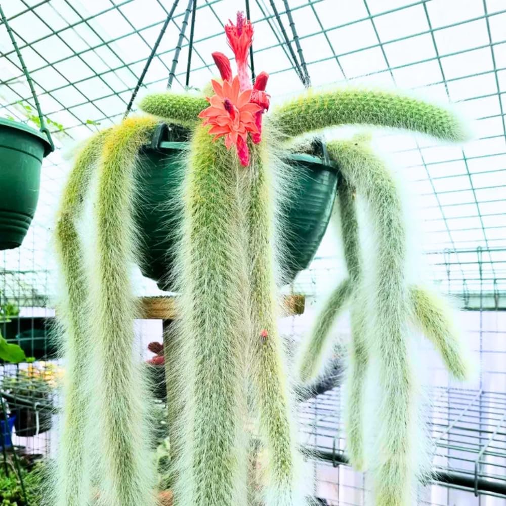 Monkey Tail Cactus Live Plant, 6-8 Inch Rare Trailing Cactus Live Rooted Succulent, Easy Care Hanging Cactus Houseplant Bareroot