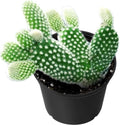Sprout N Green Opuntia microdasys albata Bunny Ears, Live Cactus Plant Rooted in 2in Nursery Pot, Indoor Outdoor Office Home Garden Décor