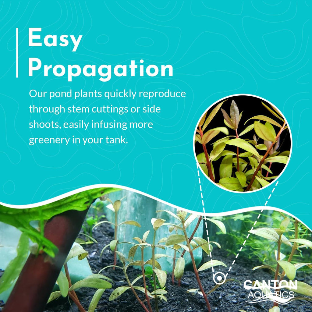 Nesaea Pedicellata (Golden) - Live Plants for Freshwater Aquarium - Freshwater Aquarium Stem Plant - Vibrant Golden Foliage - Ideal for Aquascaping & Fish Tanks - Bunch
