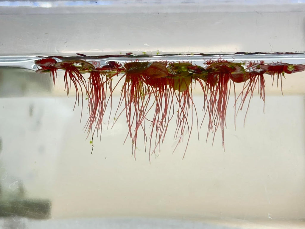 30+ Red Root Floater - Live Aquarium Plants