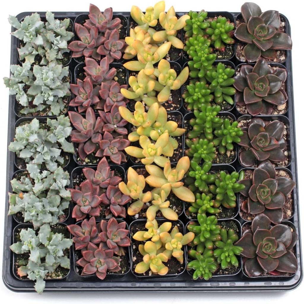 Mountain Crest Gardens Assorted Succulents Bulk Pack - 25 Live Plants in 2 Inch Pots - Real Indoor/Outdoor Succulents for DIY, Gifts, Weddings, and Home Decor