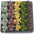 Mountain Crest Gardens Assorted Succulents Bulk Pack - 25 Live Plants in 2 Inch Pots - Real Indoor/Outdoor Succulents for DIY, Gifts, Weddings, and Home Decor