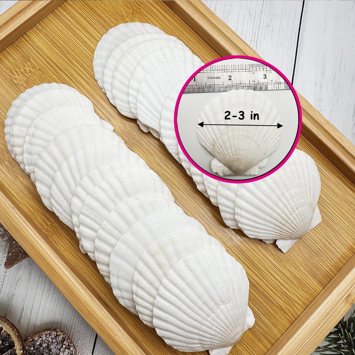 Dorothy 30 PCS Natural Sea Shells for Crafts 2-3 Inches White Bulk Scallop Shells for Decorating, DIY Crafts Decor, Wedding Decoration, Beach Theme Party, Home Decor（5-8cm）