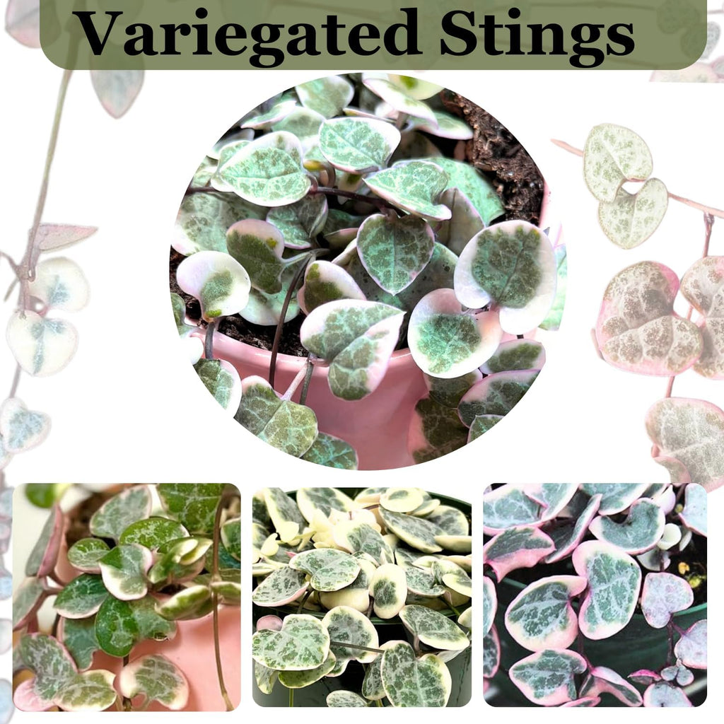 4.5 Inch String Of Hearts Plant Live - Variegated String Of Heart Live Plants - Succulents Plants Live - Rare Indoor Houseplant For Home Office Wedding Decorations & Birthday Gift (Heat Pack Included)