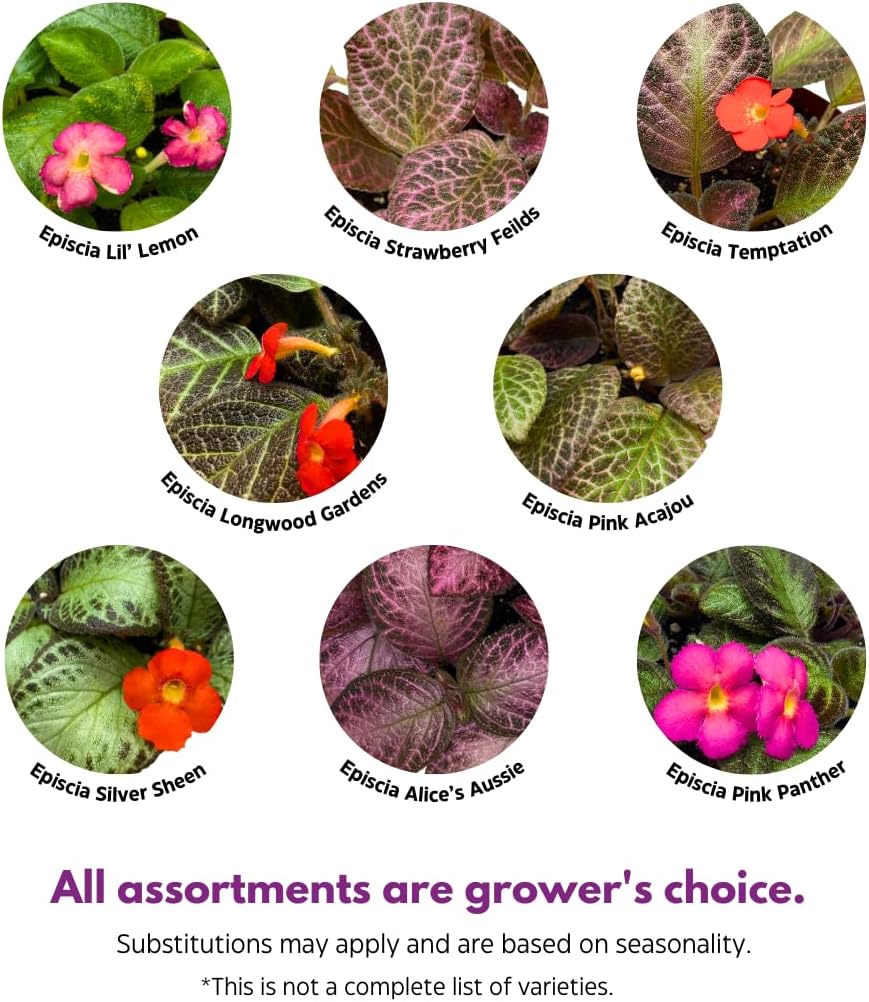 BubbleBlooms Flame Violet, Episcia Cupreata Assortment Set 2 inch pots 3 Different Velvet Plants, Tiny Mini Pixie Plant
