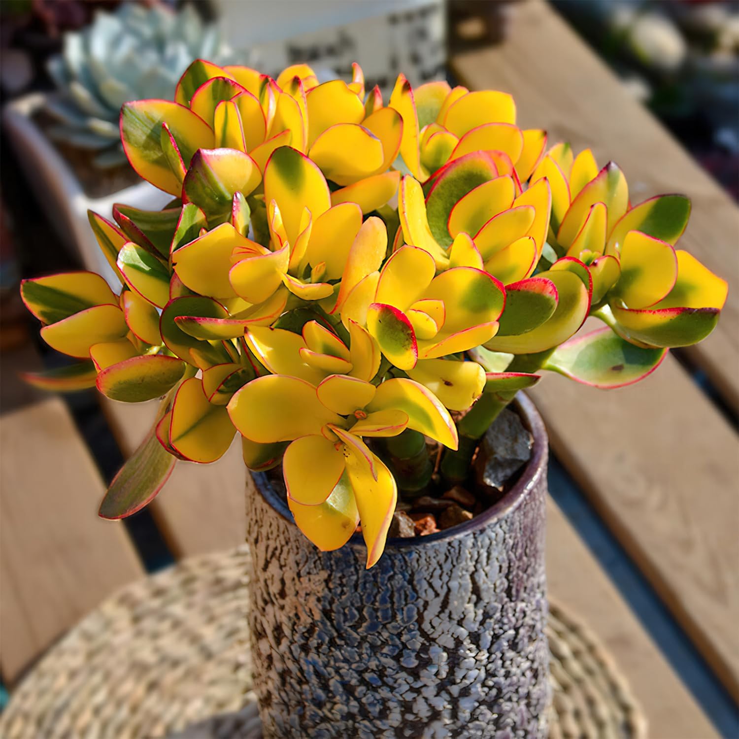 Golden Jade with Green Stripe Pot, Live Crassula Ovata 'Hummel Sunset' Succulent, Rare Cute Plant, Home Office Décor