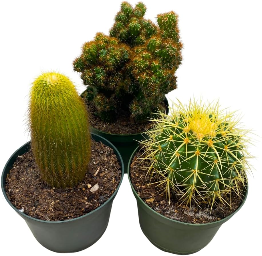 BubbleBlooms Cactus Assortment 6 inch Pots Set of 3
