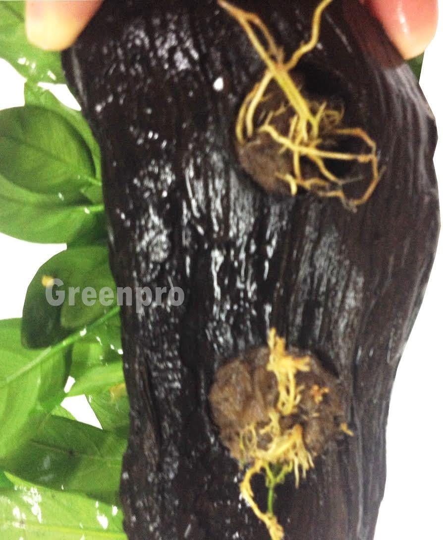 Anubias Nana + Minima Live Aquarium Plants on Driftwood for Freshwater Fish Tank by greenpro