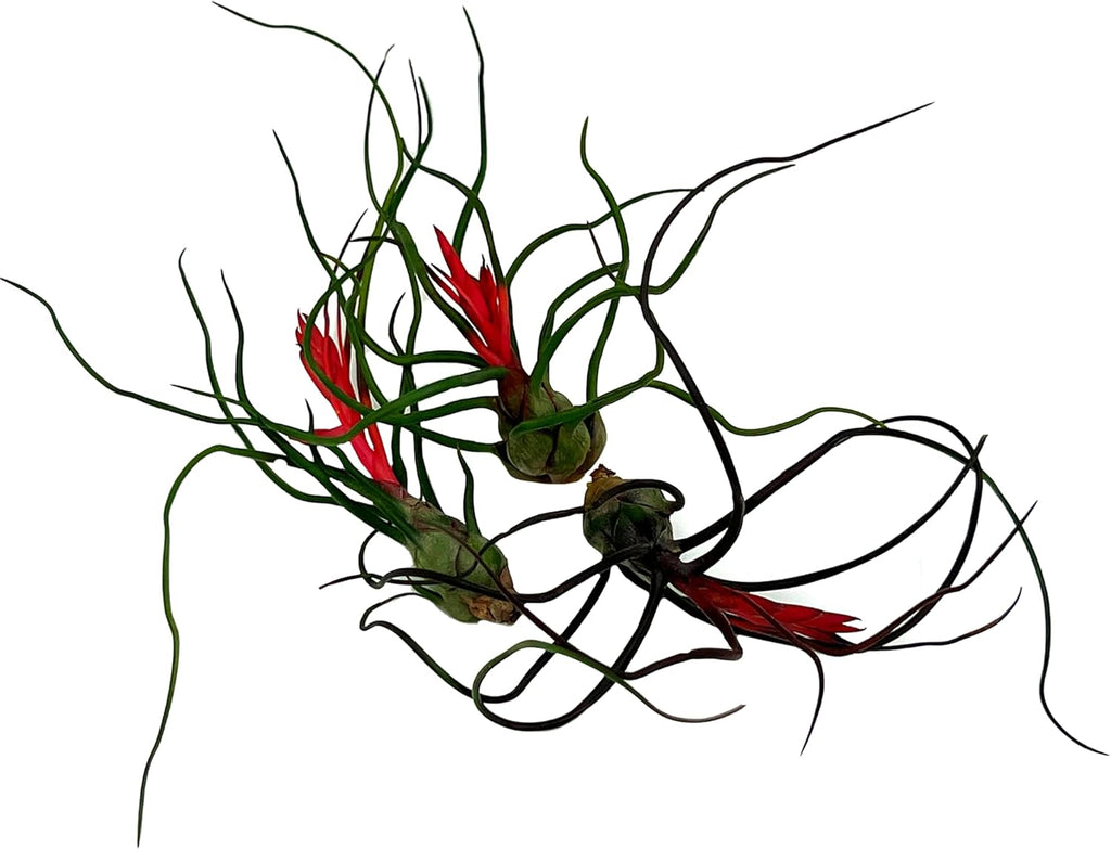 ragnaroc Air Plants - Flowering Tillandsia Bulbosa Guatemala, Large 3-5" - 3ct - Live Arrival Guaranteed - House Plants for Home Decor & Gift