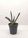 Succulent Gasteria Little Warty Live Plant for Indoor | Different Houseplants in 4'' & 6'' Pot | Real House Plant Decor for Living Room, Office, Desk & Bathroom | ox Tongue | Little Warty Ox Tongue