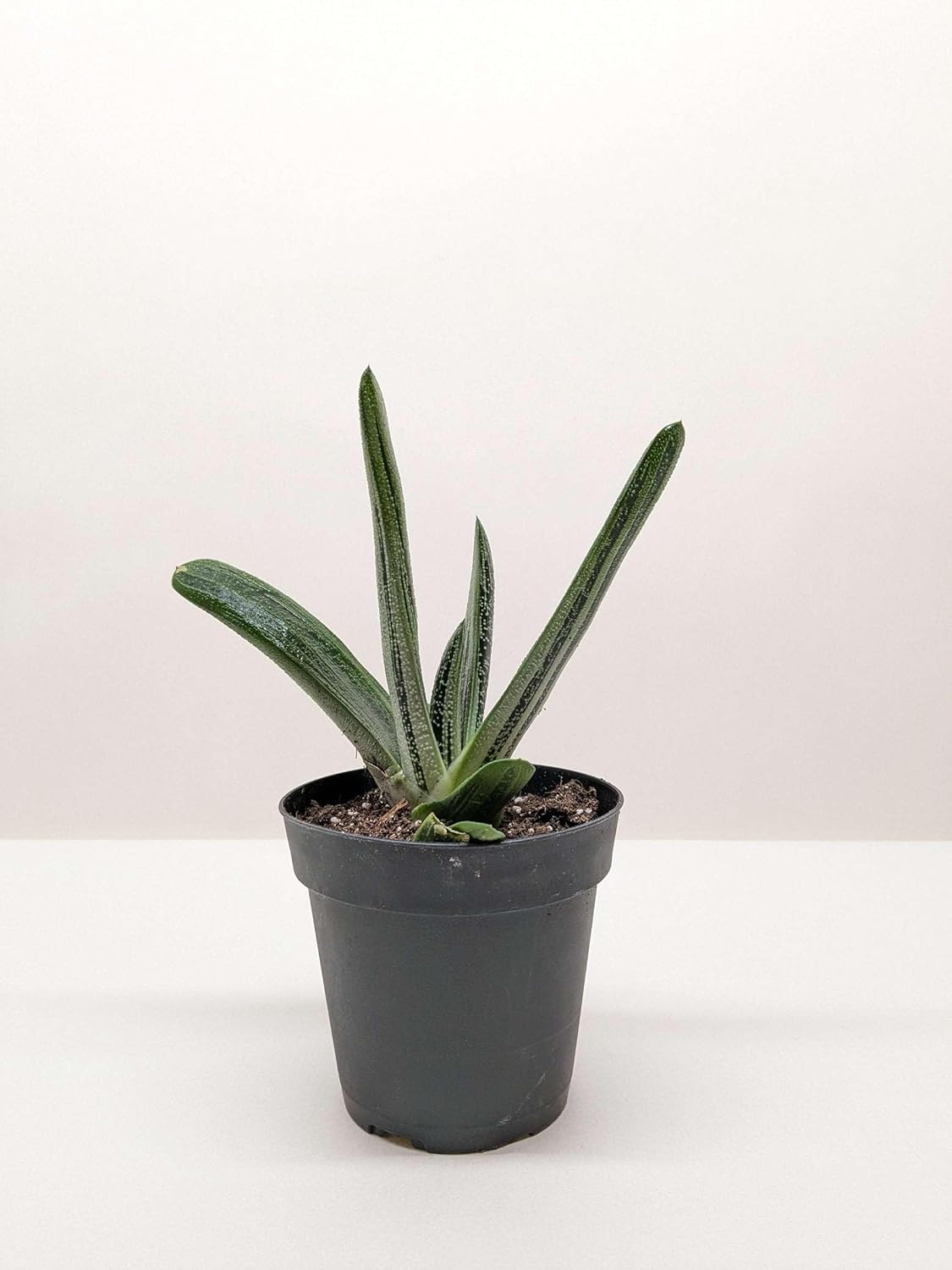 Succulent Gasteria Little Warty Live Plant for Indoor | Different Houseplants in 4'' & 6'' Pot | Real House Plant Decor for Living Room, Office, Desk & Bathroom | ox Tongue | Little Warty Ox Tongue