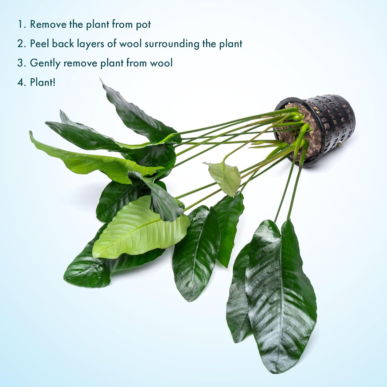 SubstrateSource Anubias Live Aquarium Plants - Potted Freshwater Plant for Fish Tanks, Terrariums - Beginner Friendly Low Light (Barteri, Mother Plant)
