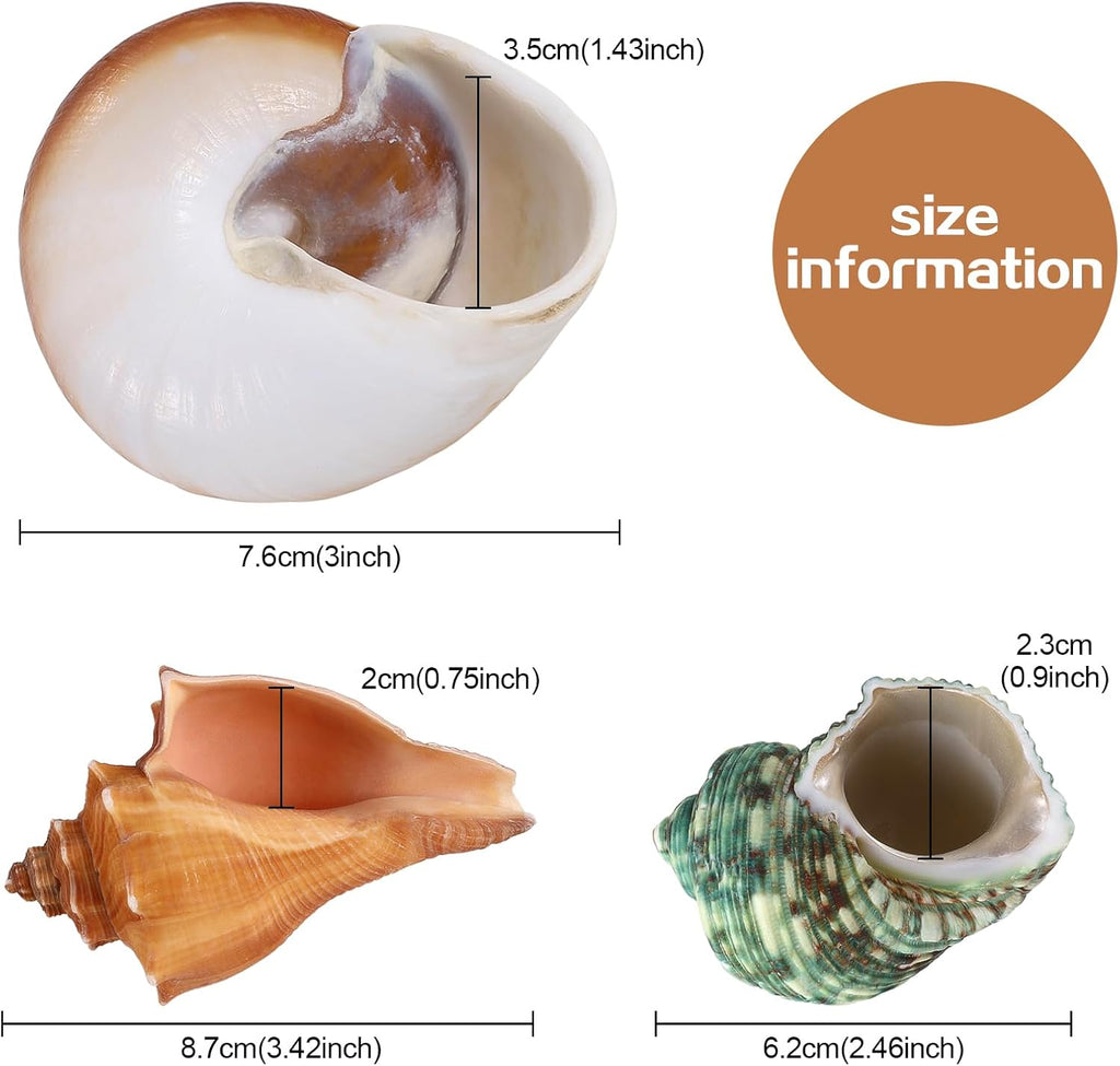 3PCS Natural Hermit Crab Shells Size 2.5" - 3.5", Opening 1" - 2.5" Hermit Crab Supplies Pearl Turbo Seashell for Décor
