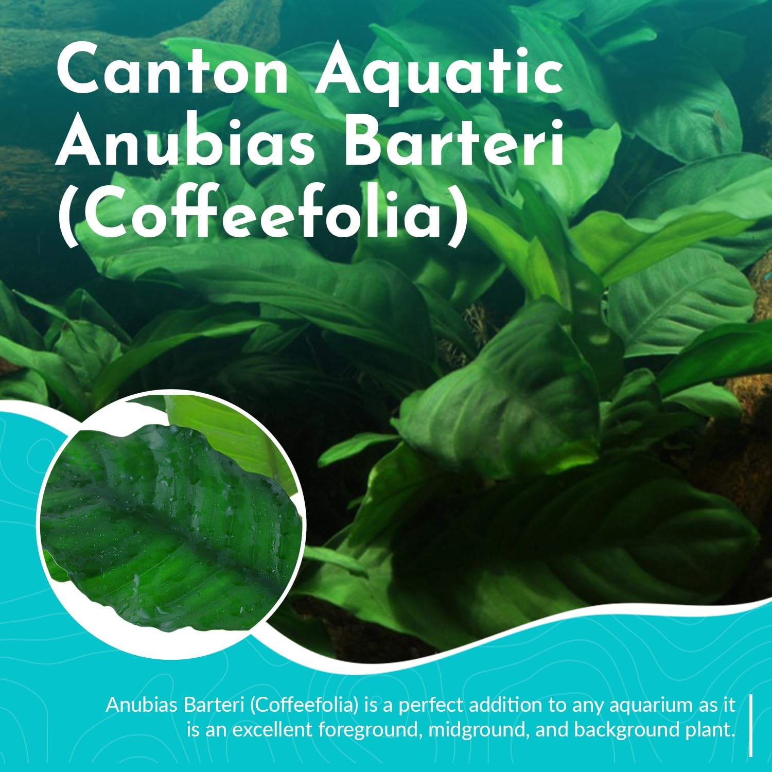 Anubias Barteri (Coffeefolia) - Dark Green Coloration- Strong Root Structure - Foreground Positioning - All Natural & Organic Aquatic Plant - Long Lasting & Easy to Care - 2" Pot