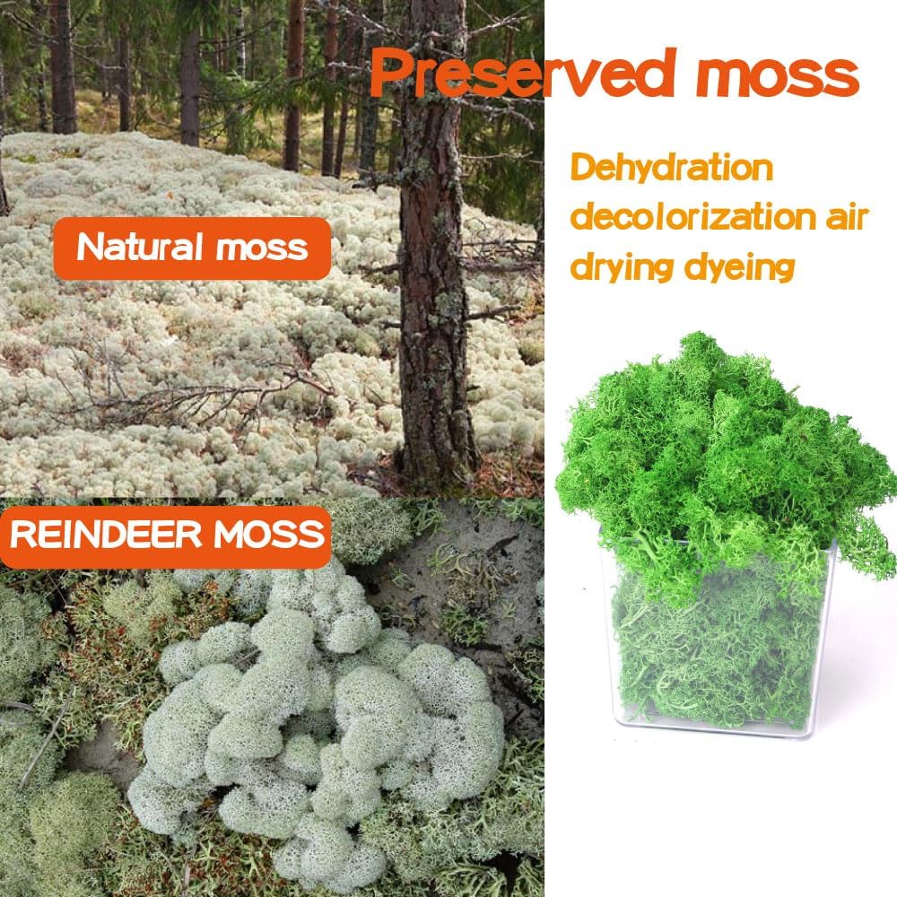 Preserved Reindeer Craft Moss-17.6oz Natural Green DIY Kit Gardenning Art Wall Florist Moss Terrariums Gardenning Decor Landscape Garden Decor(Yellow Green 17.6 OZ)