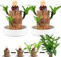 Brazilian Lucky Wood Plant Set, Natural Fortune-Bringing Ornaments Suitable for Office Desks, Desks, and Bedrooms (Purple Monk)