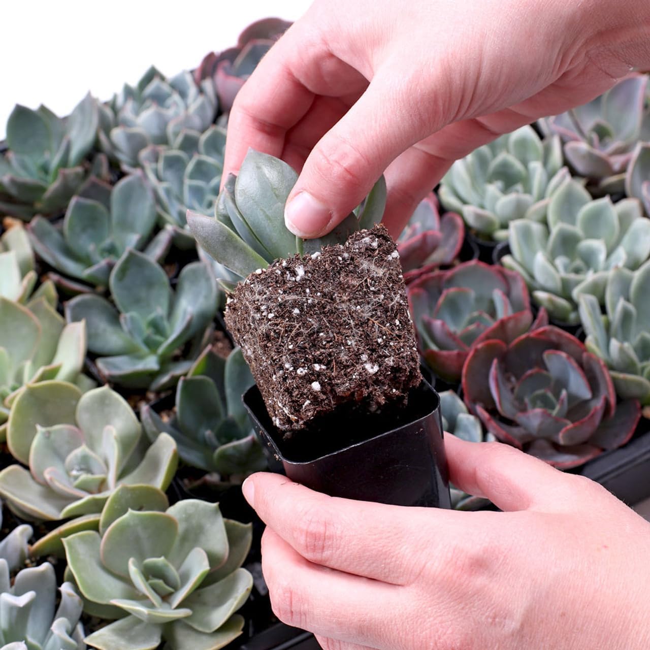 Mountain Crest Gardens Echeveria Succulent Bulk Pack - 50 Live Rosette Plants, 5 Each of 10 Varieties, Rooted in 2 Inch Pots - Succulents for Arrangements, Decor & DIY Projects